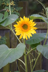 Słoneczniki, sunflower