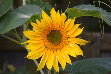 Słonecznik, Sunflower, słoneczniki © Malgorzata
