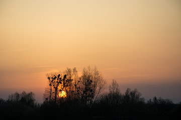 Fototapeta na wymiar Sunset with trees - evening view