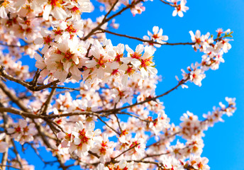 Obraz premium Cherry Blossom trees, Nature and Spring time background. 