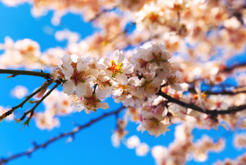 Cherry Blossom trees, Nature and Spring time background. 