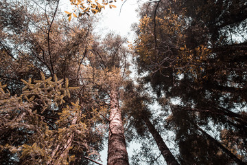 Fototapeta premium tree in autumn