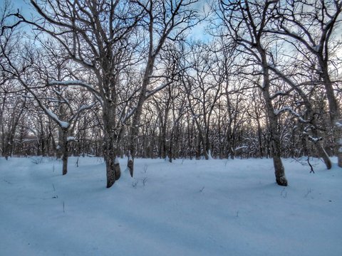 Winter landscapes zymes naparte