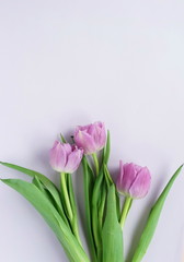 Flowers composition background. bouquet of purple violet tulips on a pale purple   background. top view. copy space. Flowers pattern