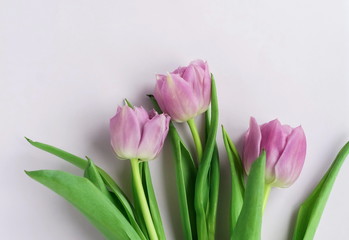 Flowers composition background. bouquet of purple violet tulips on a pale purple   background. top view. copy space. Flowers pattern