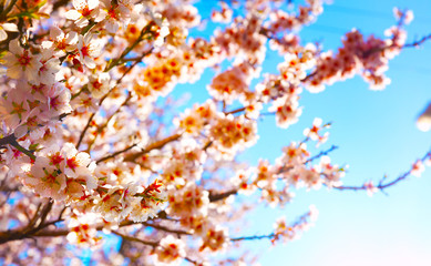 Cherry Blossom trees, Nature and Spring time background. 