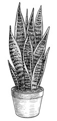 Sansevieria illustration, drawing, engraving, ink, line art, vector