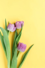 Flowers composition background. bouquet of purple violet tulips on a yellow  background. top view. copy space. Flowers pattern