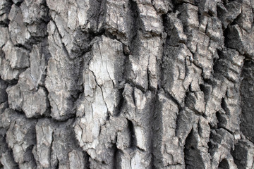 old tree bark