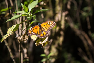 monarch butterfly