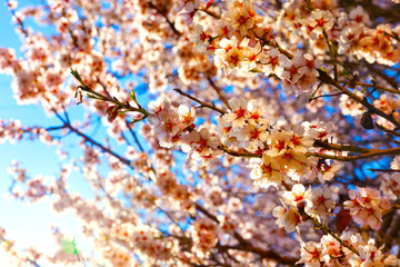 Cherry Blossom trees, Nature and Spring time background. 