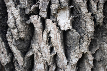 bark of a tree