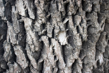 bark of a tree