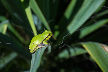 European tree frog sitting on a leaf of yucca