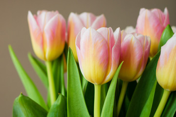 The bouquet of pink (coral) tulips on pastel background