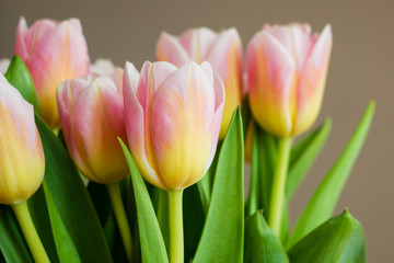 The bouquet of pink (coral) tulips on pastel background