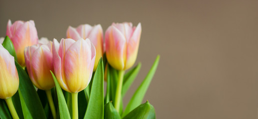 The bouquet of pink (coral) tulips on pastel background