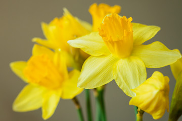 The bouquet of yellow narcissus flowers on pastel background.