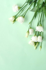 Spring white flowers Eustoma pattern on neo mint,  green color background.Top view. Copy space