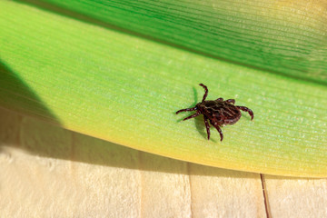 close-up. A dangerous parasite and infection carrier mite sitting on a green leaf