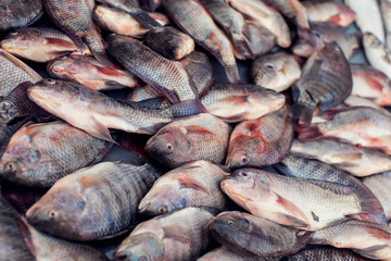 A lot of different kind of fish in market