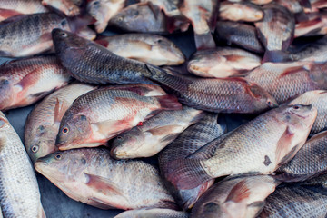 A lot of different kind of fish in market