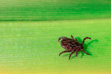 close-up. A dangerous parasite and infection carrier mite sitting on a green leaf