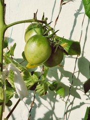 Green tomatoes ripening in the garden, in the natural environment, summer season