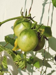 Green tomatoes ripening in the garden, in the natural environment, summer season