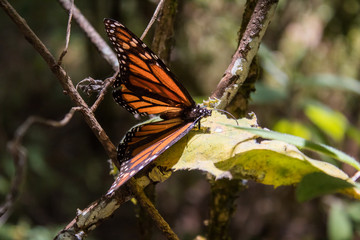  butterfly on leaf