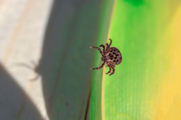 close-up. A dangerous parasite and infection carrier mite sitting on a green leaf