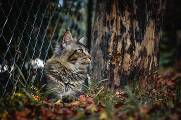 Cat chilling in green garden in daytime lighting.  Brown ticked color cat sitting out door in a park. Big cat looking at the front in autumn garden. Yellow eyes Maincoon.
