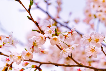 Obraz premium View of the cherry blossoms in spring in Seoul, South Korea.