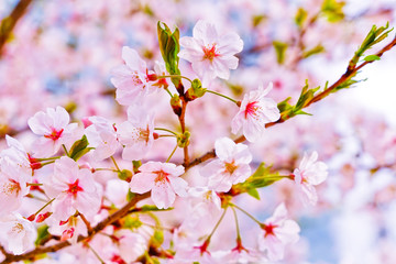View of the cherry blossoms in spring in Seoul, South Korea.