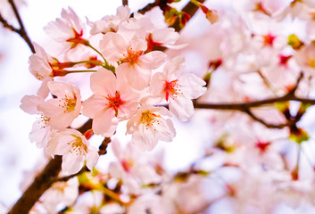Fototapeta premium View of the cherry blossoms in spring in Seoul, South Korea.
