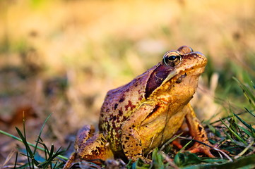 Grasfrosch in freier Natur