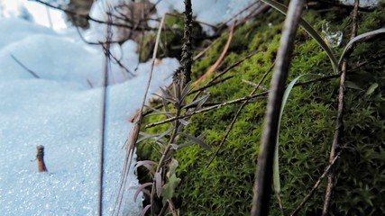 Macro plants, fruits