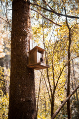 nest