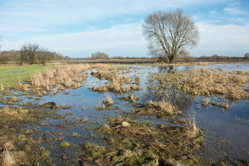 Meadow with dry grasses flooded with water and a tree without leaves