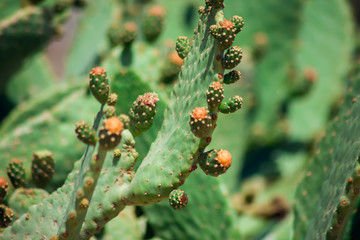 Wild cactus with flowers in the nature
