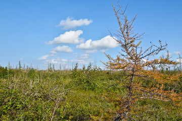 Yellowing larch in the Taimyr tundra.