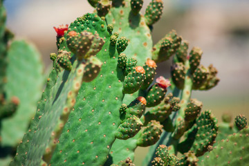 Wild cactus with flowers in the nature