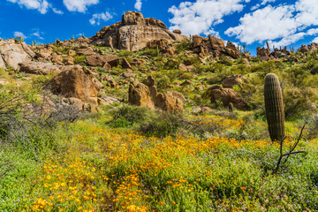 Poppies on rthe mountainside