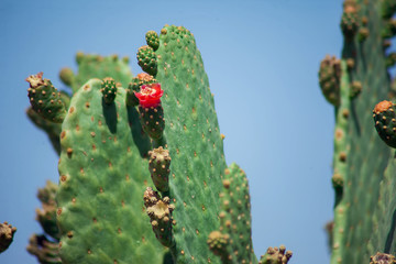 Wild cactus with flowers in the nature