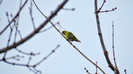 Animals posing in the wild