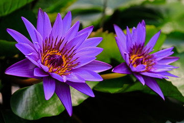 2 blossoms of an exotic water lily purple