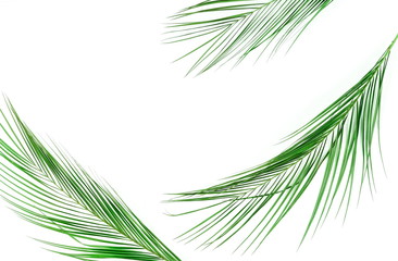 tropical green palm leaves, branches pattern frame isolated on a white background. flat lay, top view.copy space.abstract.