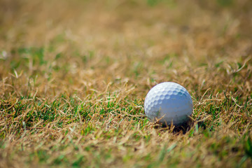 Golf club and ball on the green course. Close up. Sport, relax, recreation and leisure concept.