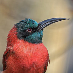 Portrait of a bee-eater