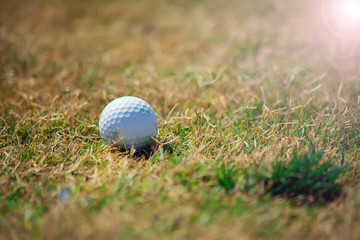 Golf club and ball on the green course. Close up. Sport, relax, recreation and leisure concept.